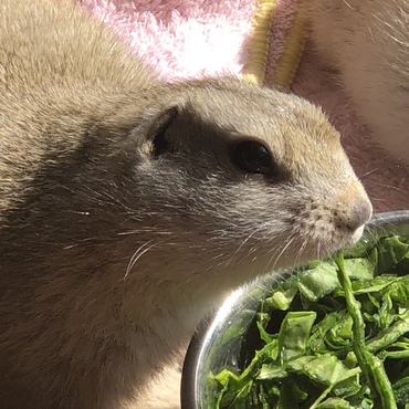 小松菜美味しい