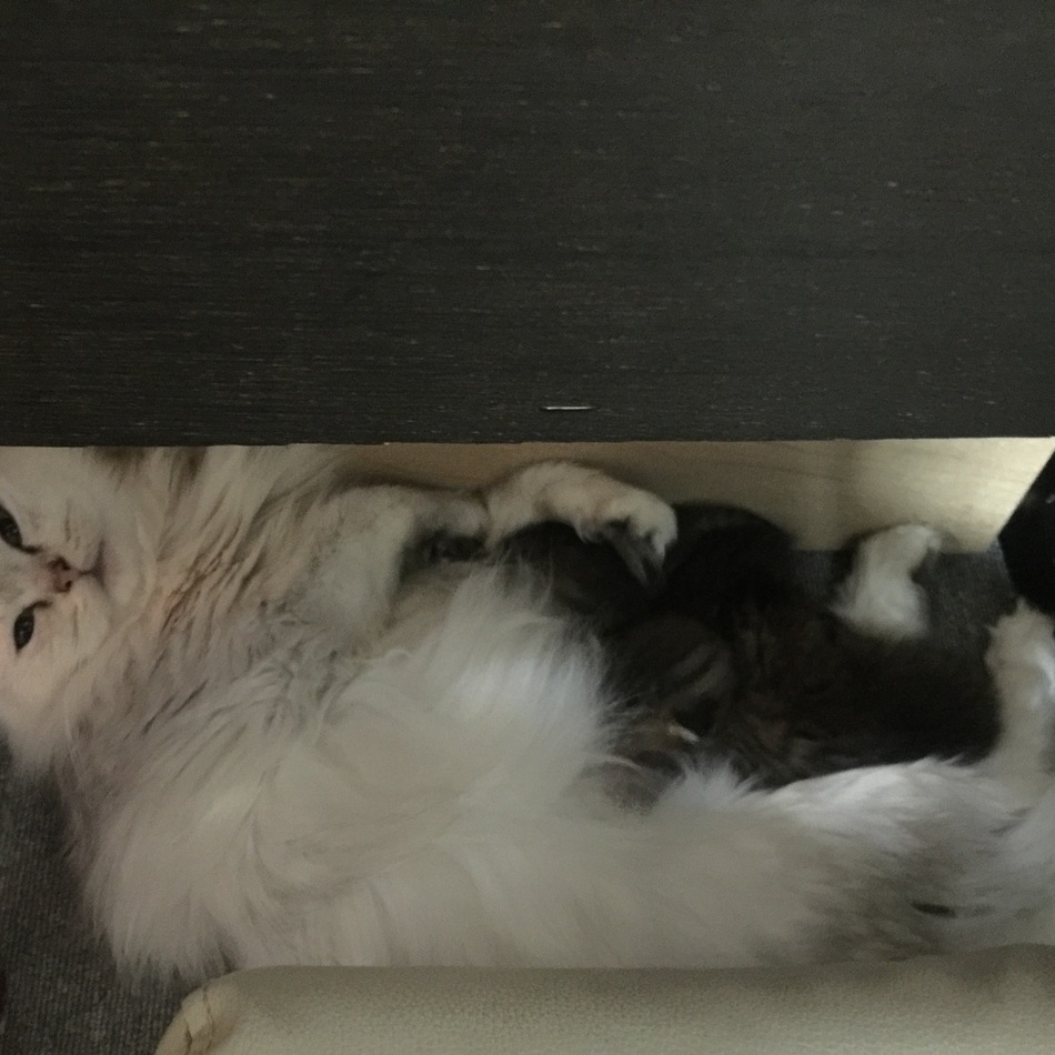 ココアのカバー写真