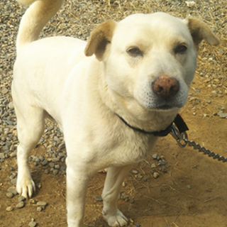 狭いコンクリートスペースでネグレクト状態でした。
