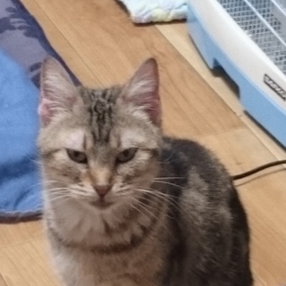 一人暮らしになってしまったので。