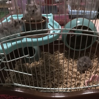 ブルーサファイア3兄妹