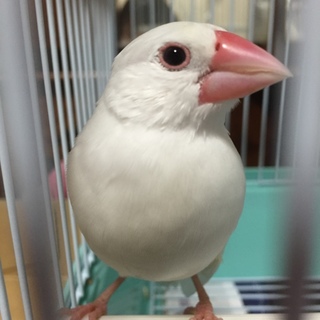 里親さん決まりました！