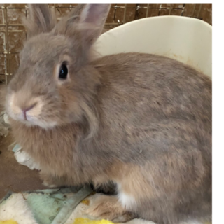 ライオンラビットMIX