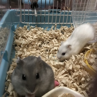 仲良しジャンガリアン夫婦