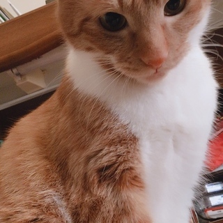 【茶トラ白2歳】放し飼いできる方募集してます。