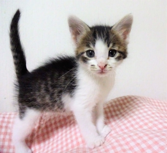 とろり おっとり らいぞ 千葉県 猫の里親募集 5136 ペットのおうち 月間利用者150万人