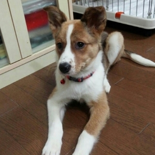 ビビりっこ茶白のみらいちゃん