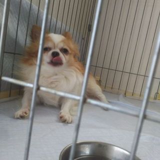 人懐こいです！