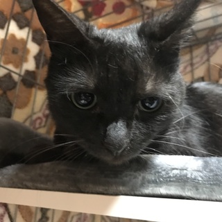 大人しい黒ちゃん✴︎