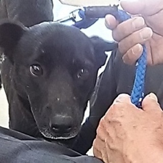 気弱で優しい甘えた君 母 大阪府 犬の里親募集 5163 ペットのおうち 月間利用者150万人