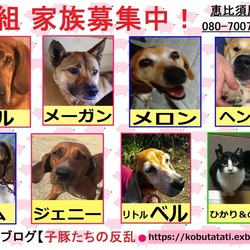 広尾いぬねこ里親会～東京山王ライオンズクラブ主催 サムネイル2