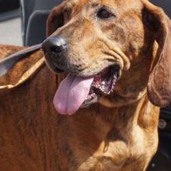 広尾いぬねこ里親会～東京山王ライオンズクラブ主催 サムネイル3