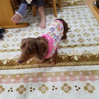 ダックスフンドの里親募集