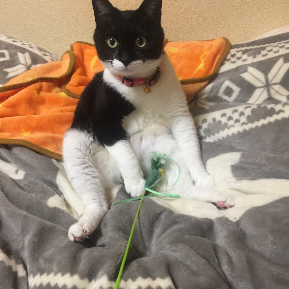 上原裕太のカバー写真