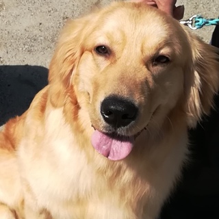 ゴールデンレトリバー1歳の男の子