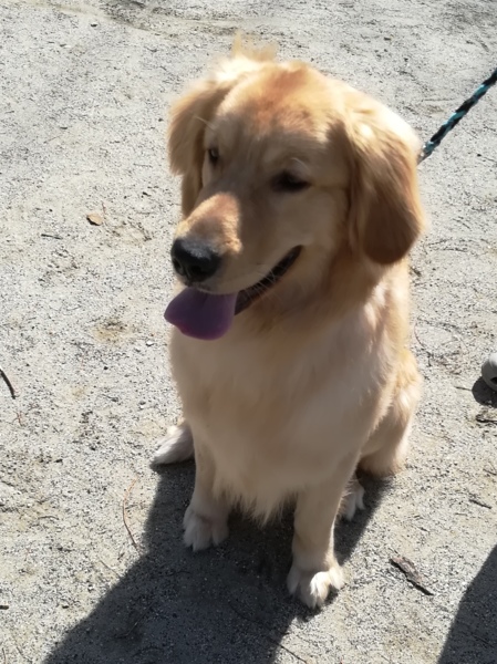 ゴールデンレトリバー1歳 愛知県 犬の里親募集 5177 ペットのおうち 月間利用者150万人 ゴールデンレトリバー1歳 愛知県 犬の里親募集 5177 ペットのおうち 月間利用者150万人