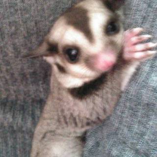 フクロモモンガ♂（2匹）里親募集