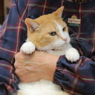 可愛いメスにゃん。チャトラ白のチャ～ちゃん＾＾/