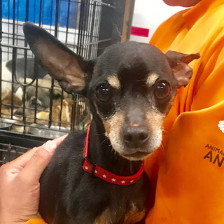 I♡２１８　ミニピン女の子