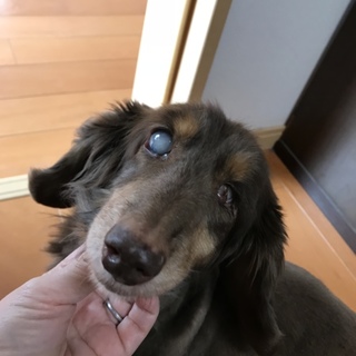 可愛がってくれる方お願いします。