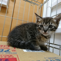 にゃんこ譲渡会