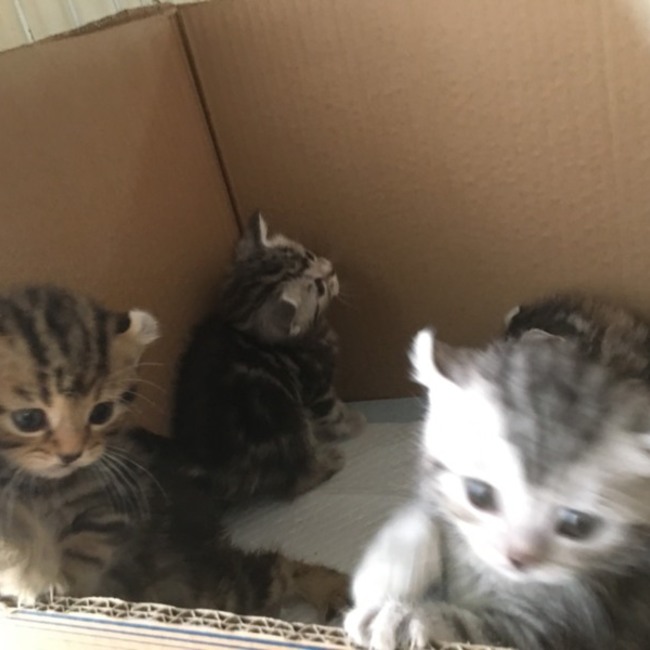 カッチイラストのカバー写真