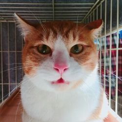 第１０回　大口猫の会　譲渡会