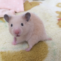 キンクマハムスターの赤ちゃん♡（里親募集）