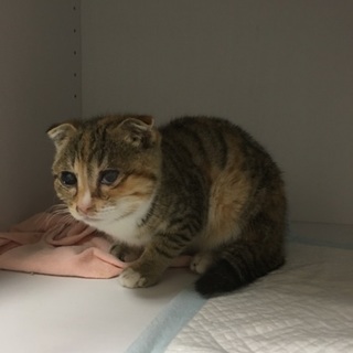 子猫の里親募集