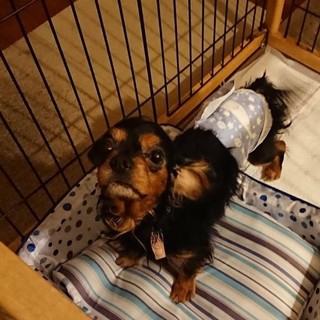 食欲旺盛なキャバリアのしょうくん