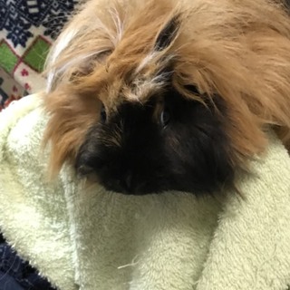 ※交渉中※ 巻毛モルモット  里親さん募集