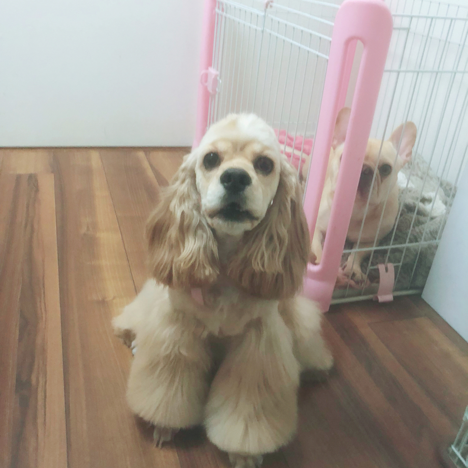 マカちゃんのカバー写真