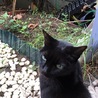 かおりんyoko
