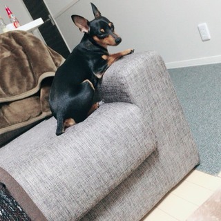 元気なミニピンの男の子