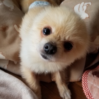 可愛いぽっきぃ。