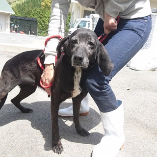 とっても穏やかな優しいベス