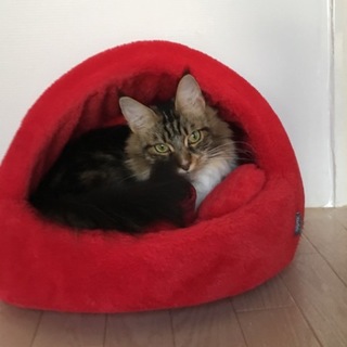 甘えん坊のマネちゃん