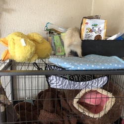 「活発スギ⁉︎働き者びび☆」サムネイル2