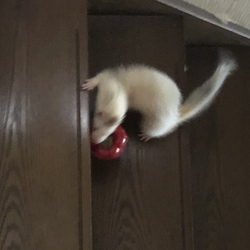 「活発スギ⁉︎働き者びび☆」サムネイル3