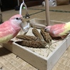 粟穂美味しいね♪