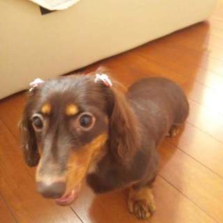 ミニチュアダックス(チョコレート/タン ロング)