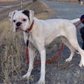 白いボクサー犬の里親募集