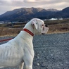白いボクサー犬の里親募集 サムネイル2