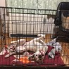 白いボクサー犬の里親募集 サムネイル3
