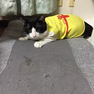かわいハチワレくん