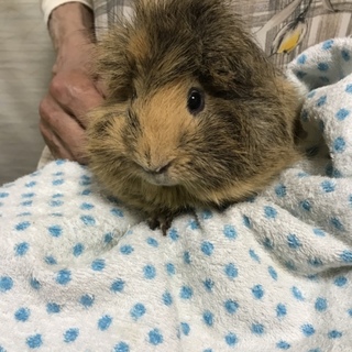 巻毛モルモット  里親さん募集