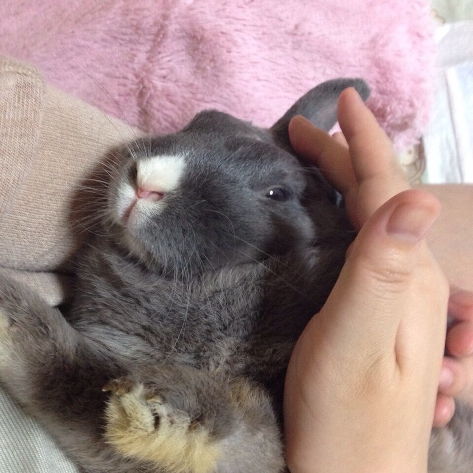 ラビィのカバー写真
