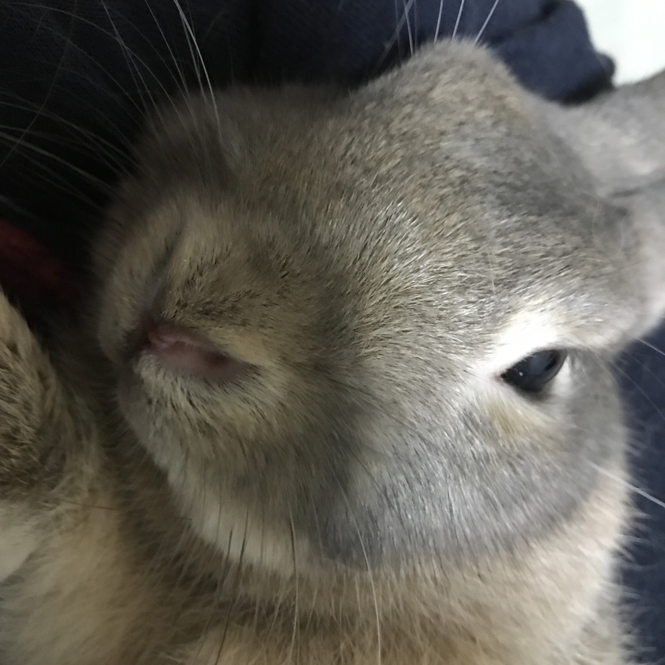 よいちのカバー写真