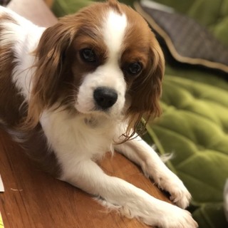 穏やかでも積極的なキャバリアのなつちゃん ♥️