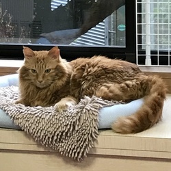 「ハッピーバースデー、サッスー！」サムネイル2